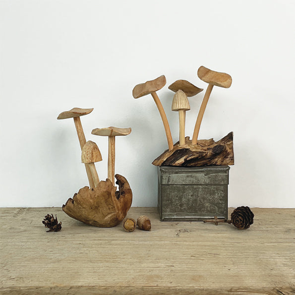 Mushroom Fungi on rustic woodland base