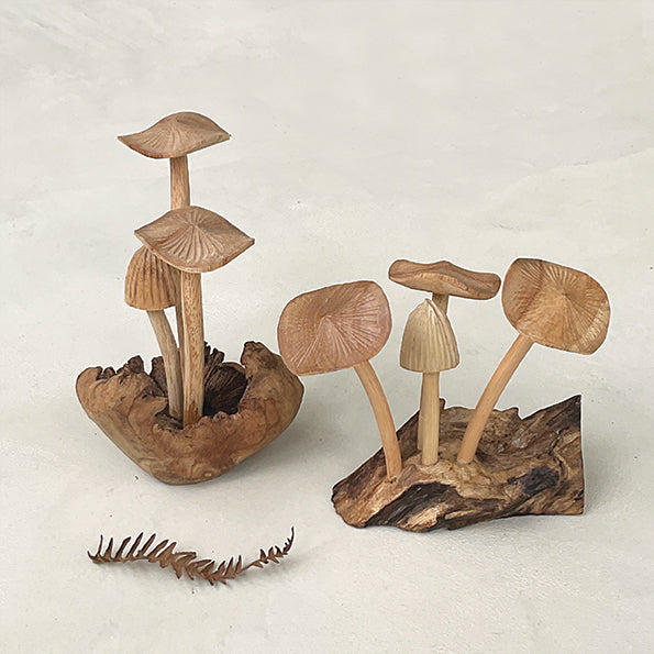 Mushroom Fungi on rustic woodland base