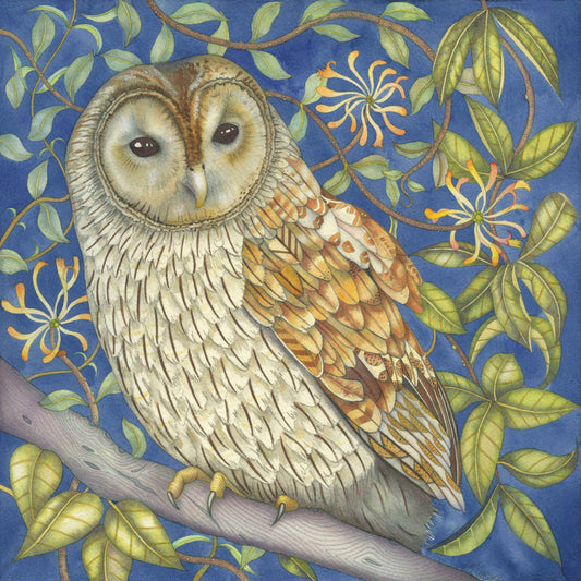 Tawny Owl - Greetings card